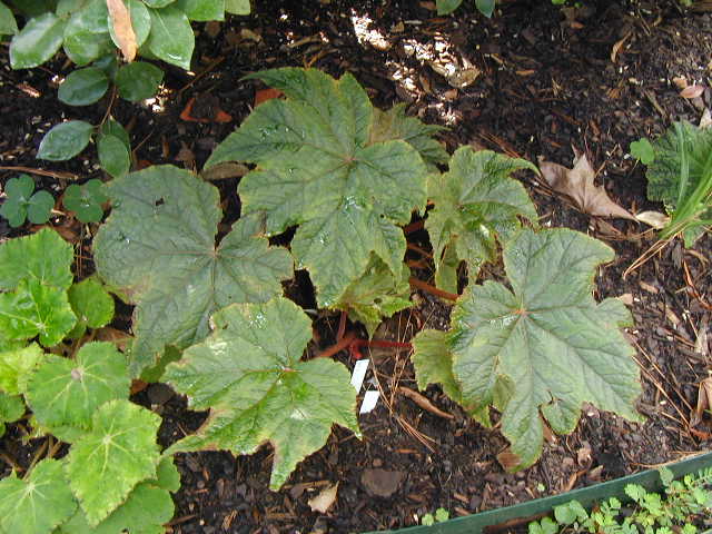 B. ‘Lois’ Legacy’
